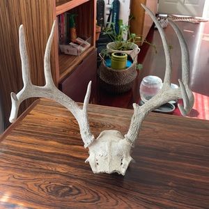Decorative Antlers